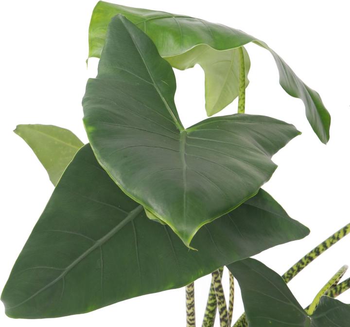 Actual product image Plant in a Box Alocasia zebrina - Alocasia (150 cm)
