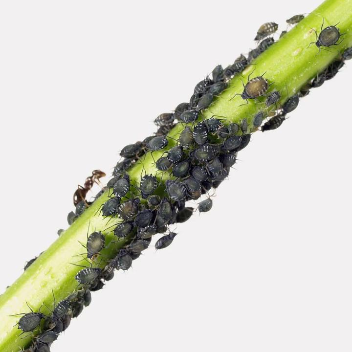 Produktbild Andermatt Biogarten NeemAzal-T/S (Schadinsekten)