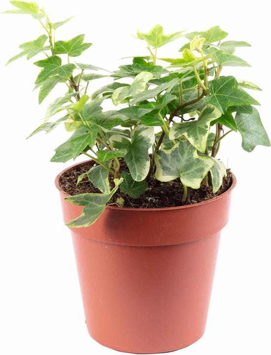 Actual product image Flowerbox Common ivy colourful - height ca. 15 cm, pot-Ø 9 cm - Hedera helix (15 cm)