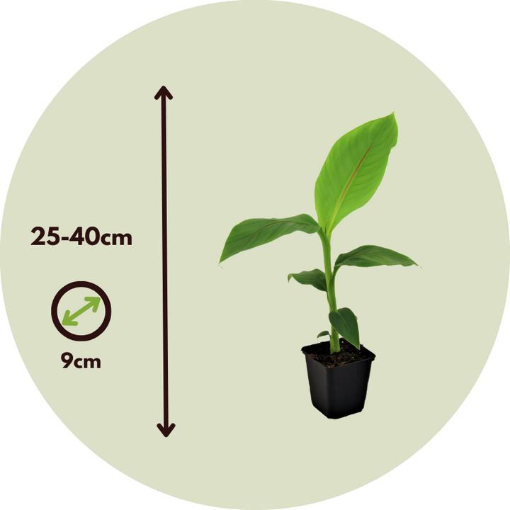 Produktbild Plant in a Box Musa Basjoo - (25 cm)