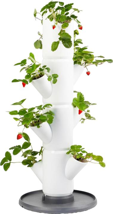 Gusta Garden Sisi Strawberry (27 cm)