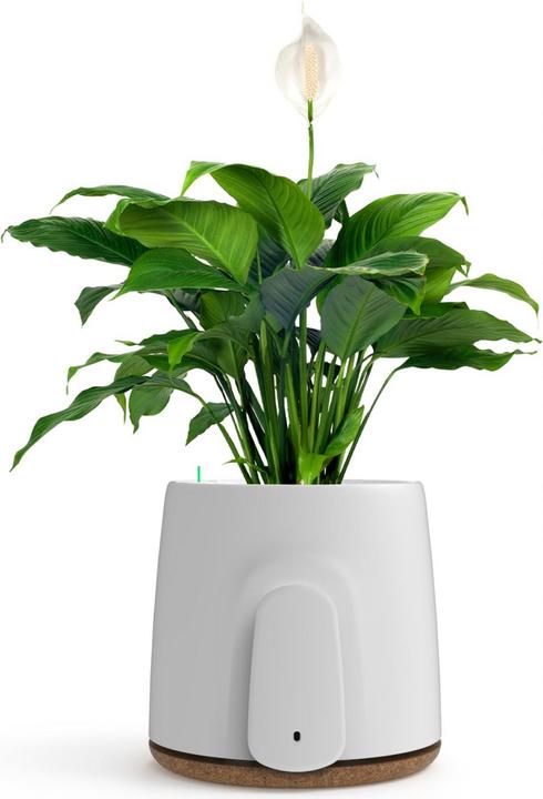 Image du produit Vitesy Natede Basic Natürlicher Luftreiniger (20 m²)