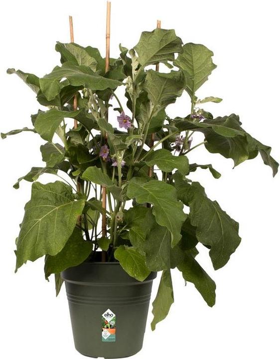 Image du produit Elho Les bases du vert (40 cm)