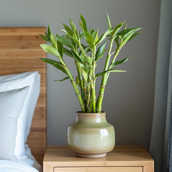 Produktbild Plant in a Box Dracaena sanderiana - 12er Set Glücksbambus (40 cm)