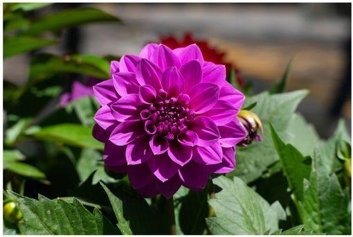 Actual product image 7artisans Fixed focal length 55mm F/1.4 Mark II - Canon RF (Canon RF, APS-C / DX)