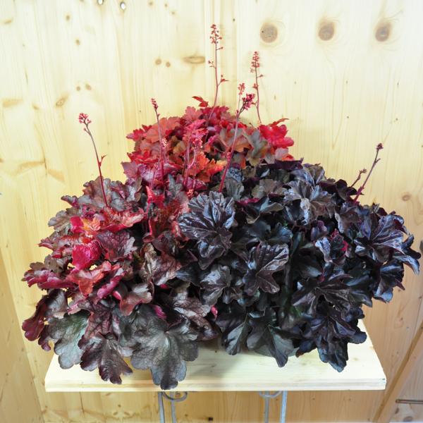 Actual product image Säntispracht An autumn-flowering purple bellflower - Heuchera 'Mix' (40 cm)