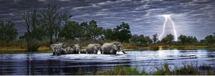 Actual product image Heye Herd of Elephants (2000 pieces)