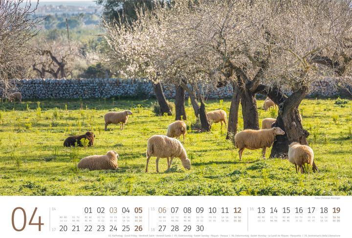 Produktbild Schafe Kalender 2026 (45 x 33 cm, Harter Einband, Deutsch, Französisch, Italienisch, Englisch)