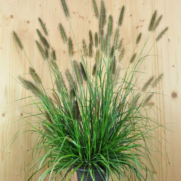 Produktbild Säntispracht Das buschig und breitwachsendes Lampenputzergras - Pennisetum alopecuroides 'Moudry' (100 cm)
