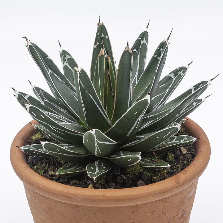 Produktbild Kakteen Gautschi Agave victoria reginae (25 cm)
