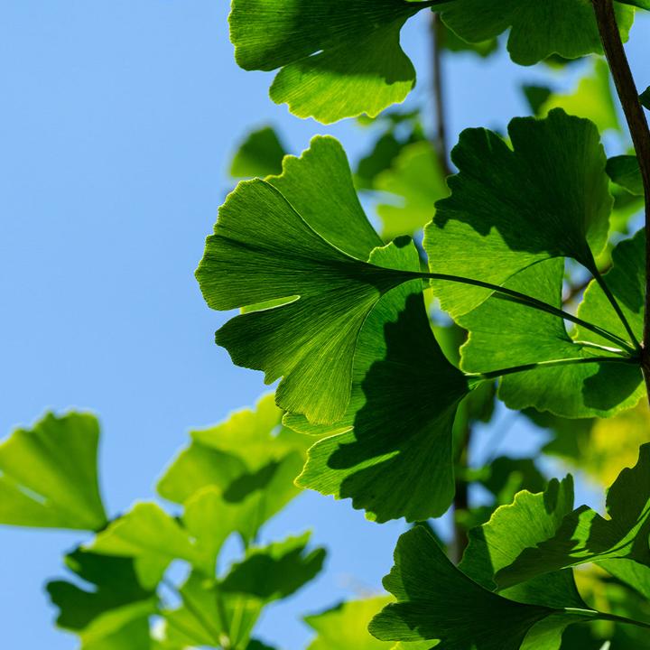 Produktbild Sekoya Ginkgo & Ginseng | Für das Gedächtnis (60 Stück, Kapseln, 31 g)