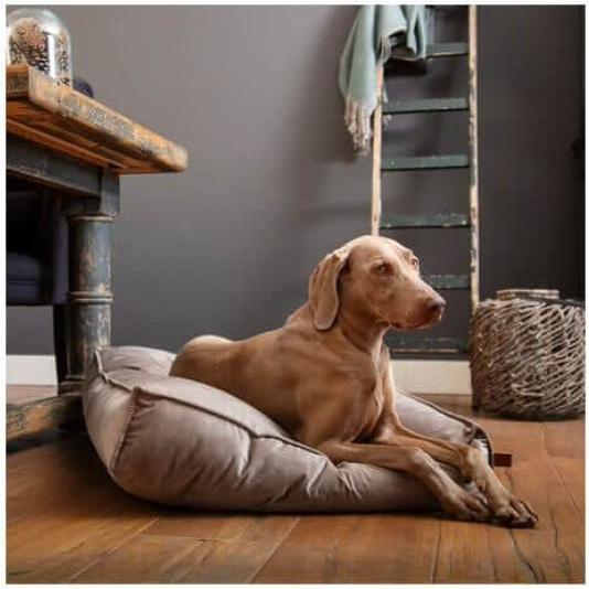 Productafbeelding Designed by Lotte Nalino (Hond)