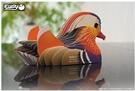 Produktbild Eugy 3D Bastelset Mandarinente (MQ6)