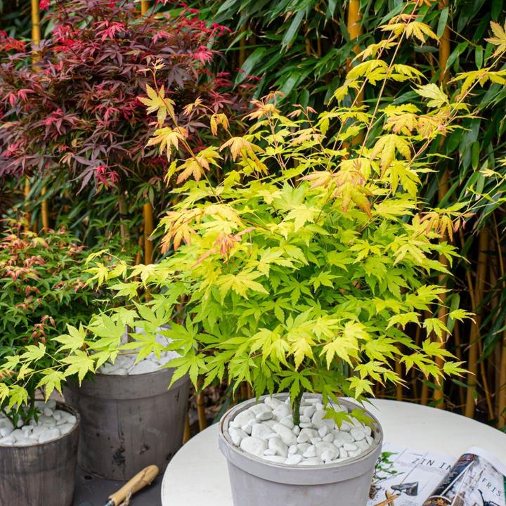 Actual product image Plant in a Box Acer Palmatum 'Orange Lace' - Maple tree (60 cm)