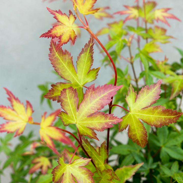 Actual product image Plant in a Box Acer palmatum 'Little Princess' - Japanese maple (45 cm)