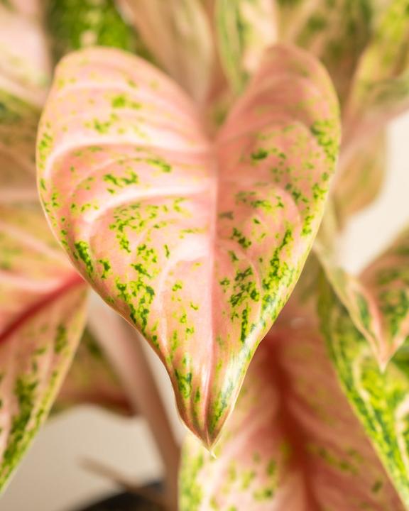 Produktbild feey Aglaonema Cocomelon (60 cm, Frisch umgetopft)