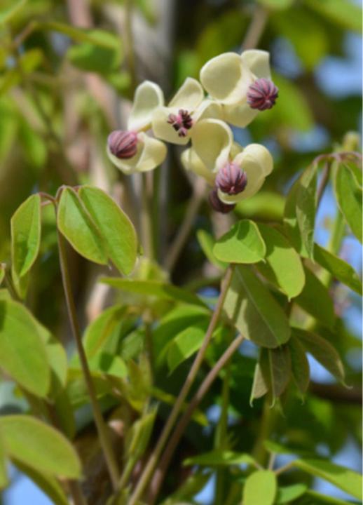 Immagine prodotto Tropica Vino al cioccolato (Akebia quinata) (Semi di piante)