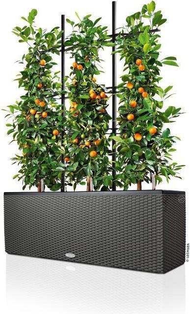 Lechuza Trio Cottage (42 cm)