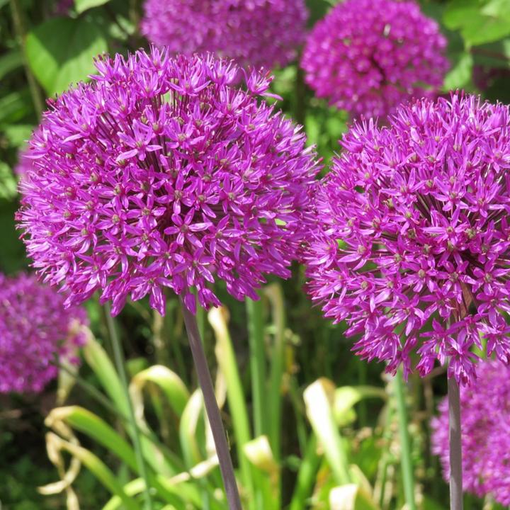 Produktbild Plant in a Box Allium 'Millenium' - 3er-Set (10 cm)