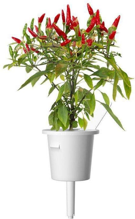 Immagine prodotto Click and Grow Piri piri peperoncino (Semi di verdura)