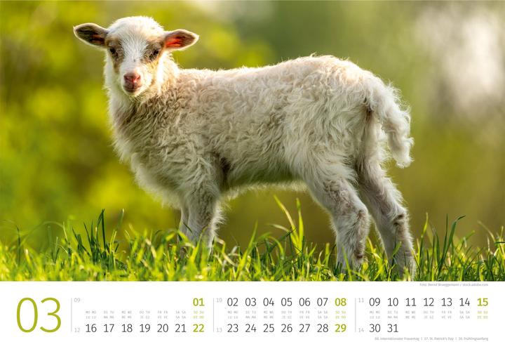 Produktbild Schafe Kalender 2026 (45 x 33 cm, Harter Einband, Deutsch, Französisch, Italienisch, Englisch)