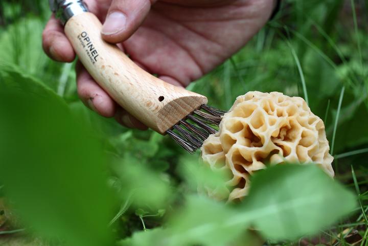Produktbild Opinel Pilzmesser (7 cm)