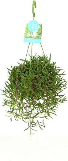 Image du produit Rutishauser Blumen Senecio herreianus
