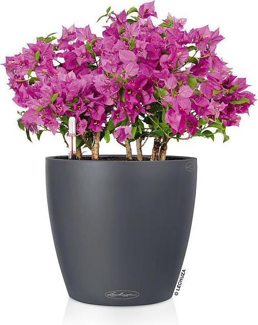 Immagine prodotto Lechuza Colore Classico (27.50 cm)