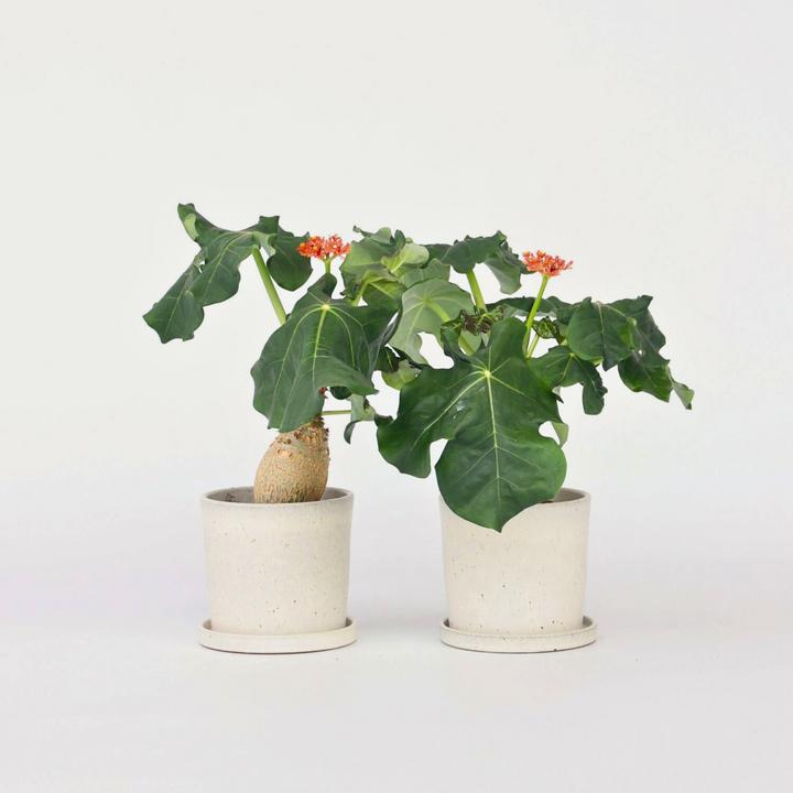 Produktbild Plant in a Box Jatropha Podagrica - 2er Set Gichtkraut (25 cm)