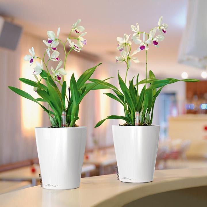 Produktbild Lechuza Deltini (15 cm)