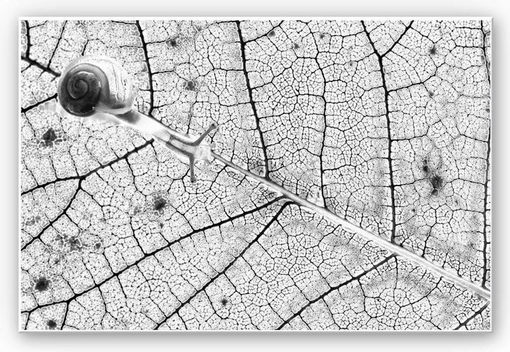 Immagine prodotto Trenddeko Bravin - Trasparenze (100 x 70 cm)