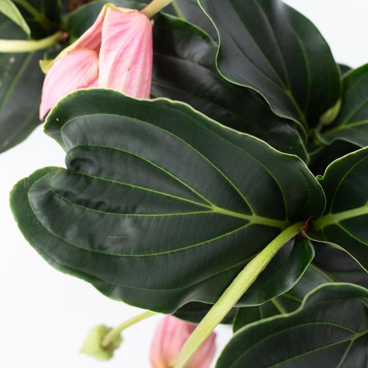 Produktbild Plant in a Box Medinilla Magnifica - 2er Set Rosenmedinilla (40 cm)