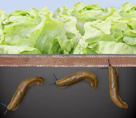 Immagine prodotto Bellissa Recinzione a vite plastica/rame