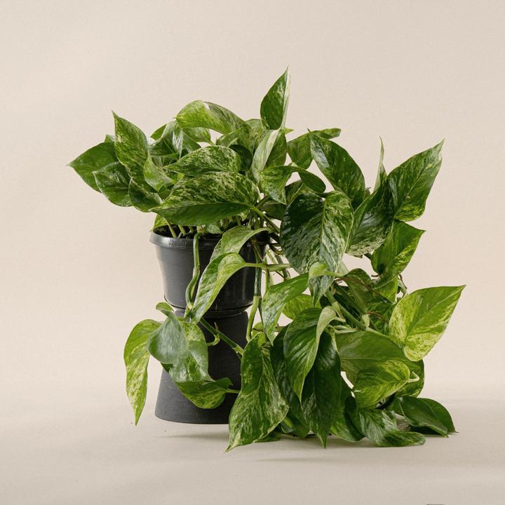 Produktbild Mary and Plants Efeutute Marble Queen (40 cm)