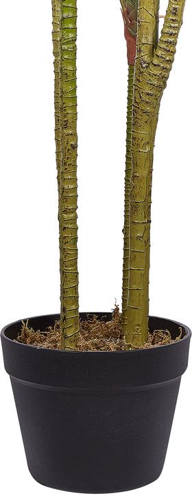 Immagine prodotto Beliani Dracaena Anita (147 cm)