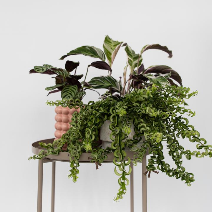 Produktbild Plant in a Box Aeschynantus Twister - 2er Set Twister Pflanze (20 cm)