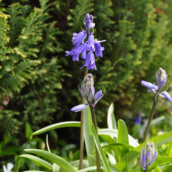 Produktbild Säntispracht 3 er Set, Das schattenliebende Atlantische Hasenglöckchen - Hyacintoides non-scripta (30 cm)