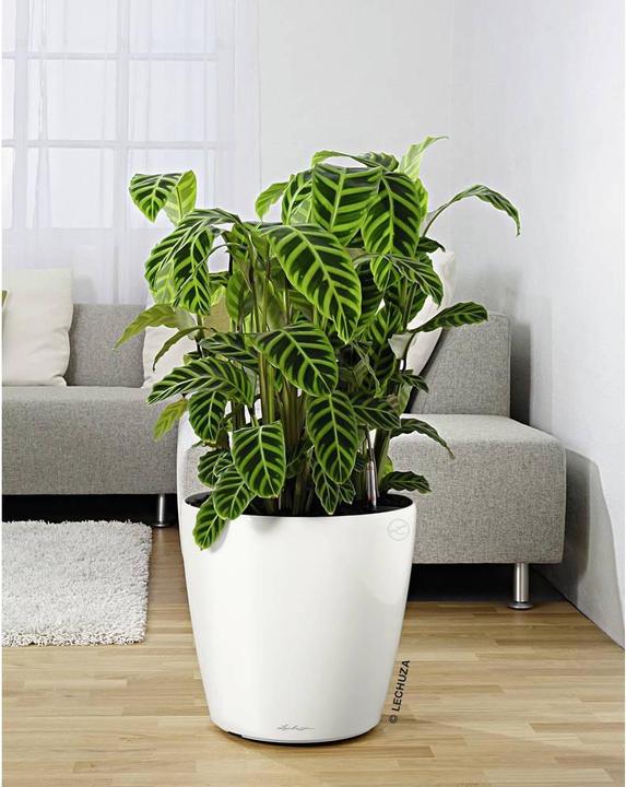Produktbild Lechuza Rolluntersatz, CLASSICO 50, QUADRO 50, CUBE 40, CURSIVO 40, CANTO 40