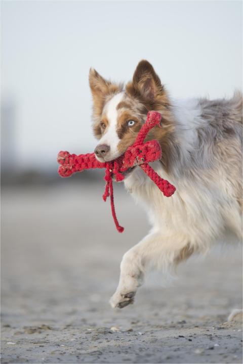 Image du produit Laboni Hugo Hummer (Apporter, Jouet à mâcher pour chien, Jouet à lancer chien)