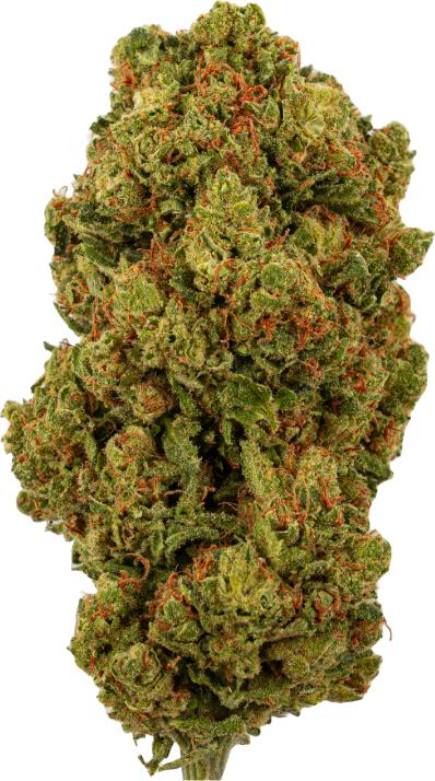 Image du produit Green Passion Amnesia Haze (5 g, Intérieur)