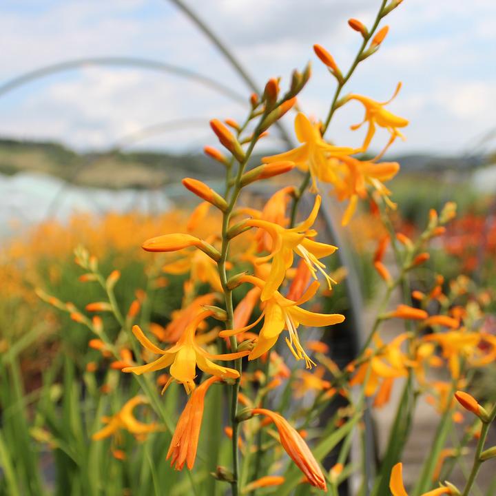 Immagine prodotto Zulauf Crocosmia croc. (x) 'George Davidson' / Monbretie 'George Davidson' (30 cm)