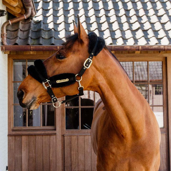 Produktbild Kentucky Horsewear gepolstertes halfter