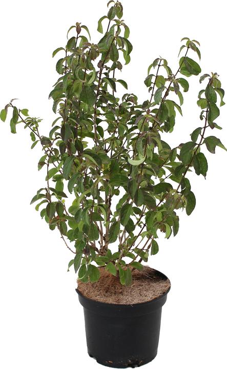 Actual product image Zulauf Fly honeysuckle (50 cm)