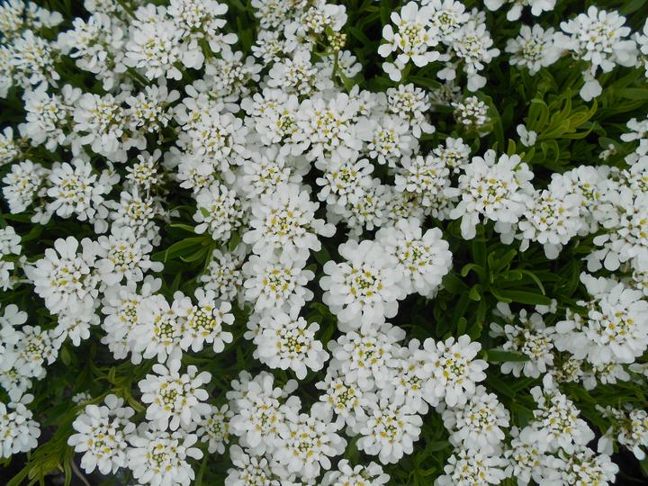 Image du produit Frikarti Plantes à fleurs de printemps