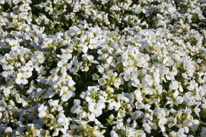 Image du produit Frikarti Plantes à fleurs de printemps