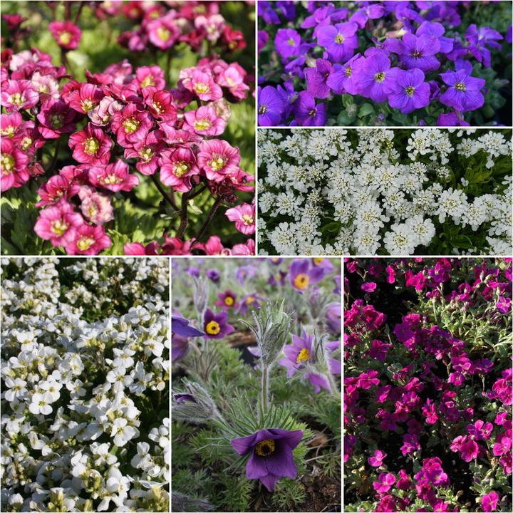 Image du produit Frikarti Plantes à fleurs de printemps