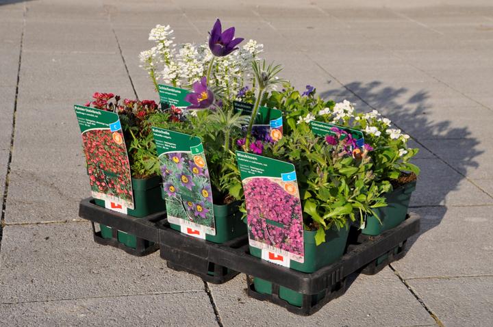 Image du produit Frikarti Plantes à fleurs de printemps