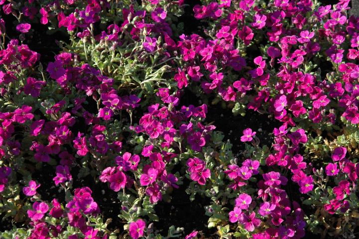 Image du produit Frikarti Plantes à fleurs de printemps
