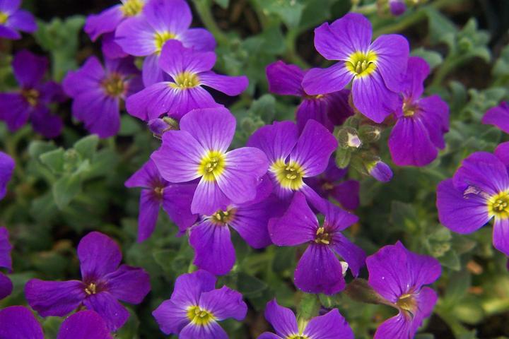 Image du produit Frikarti Plantes à fleurs de printemps