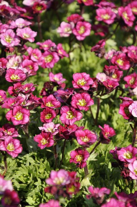 Image du produit Frikarti Plantes à fleurs de printemps
